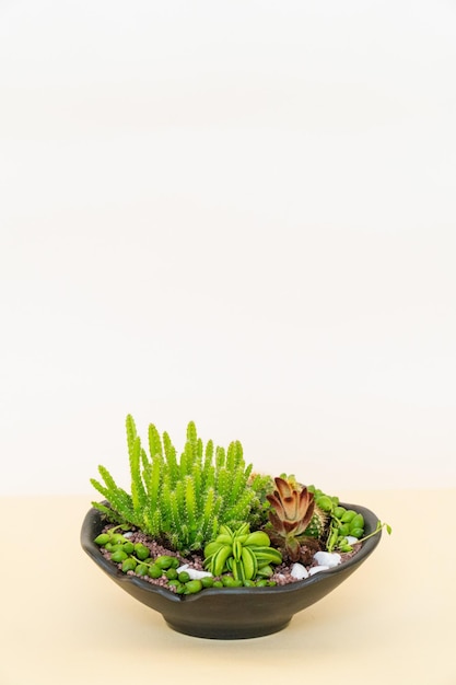 Homemade potted plant on a white and yellow background