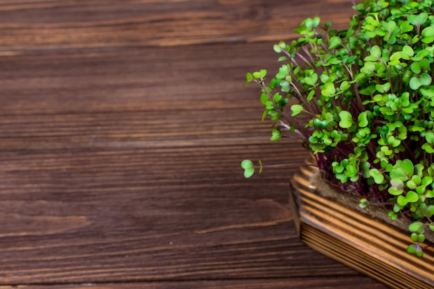 Homemade red cabbage microgreens on a cutting board on a wooden table The concept of proper vegan food View from above Place for an inscription