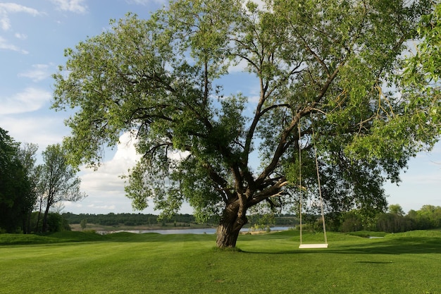 A homemade swing no decor mounted on old willow tree Beautiful summer weather of the lake