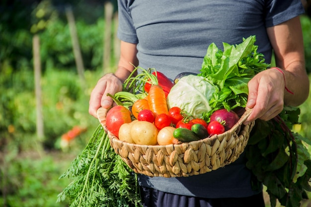 Homemade vegetables in the hands of men harvest selective focus