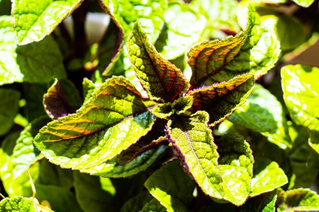 Homeplant leaves closeup green and violet natural plants macro