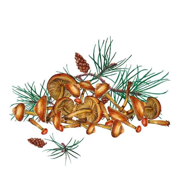 Honey agaric mushrooms with pine branches. Watercolor illustration.