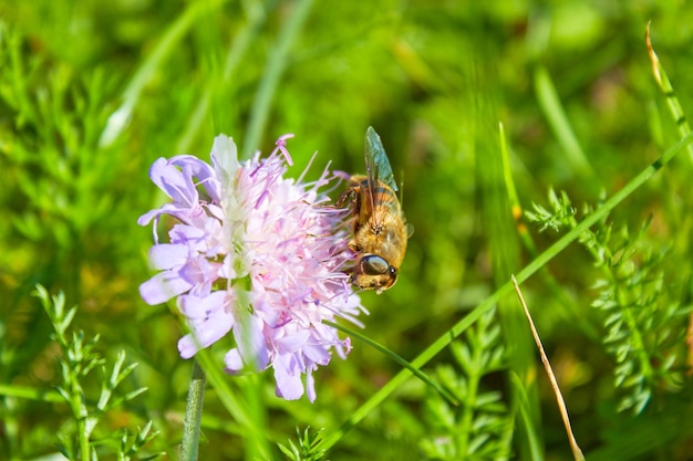 The honey bee Apis mellifera collects pollen for honey from the flower