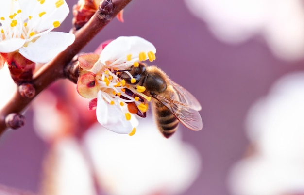 A honey bee on an apricot flower Closeup selective focus