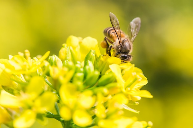 Honey bee collecting pollen on canola flower 