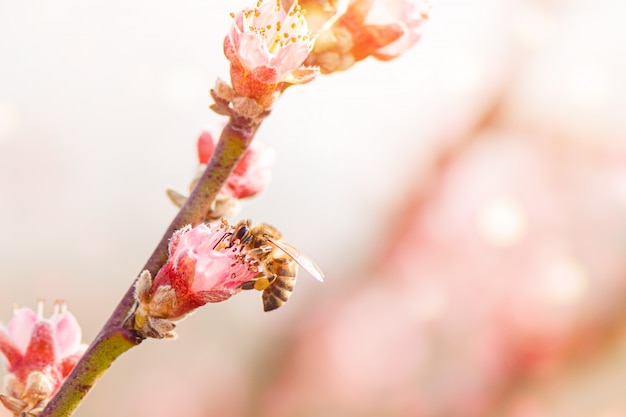 Honey bee collecting pollen from a blooming peach tree.