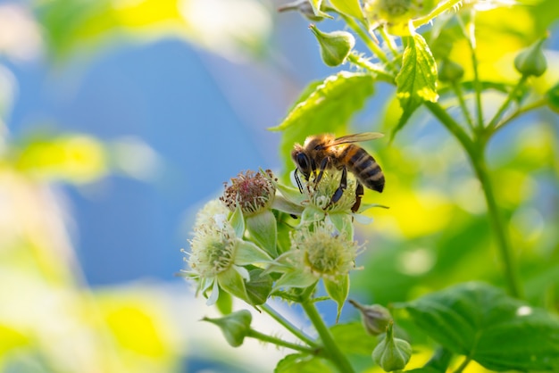 Honey bee collecting pollen from flowers