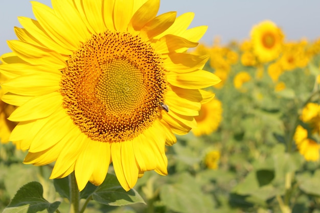 Honey bee collecting pollen from sunflower Closseup