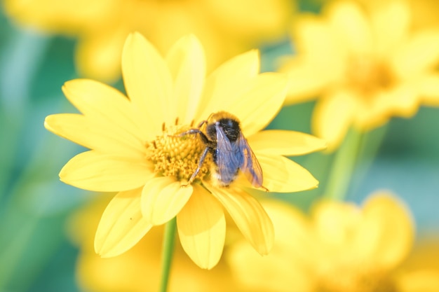 Honey Bee collecting pollen on yellow rape flower against another flowers Bee on a yellow flower Bee