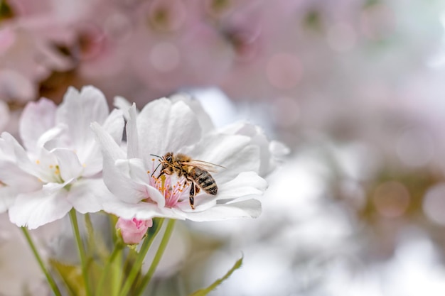 A honey bee collects pollen from sakura flowers Summer and spring backgrounds White sakura in bloom Place for an inscription Copyspace