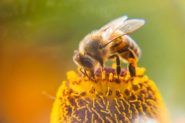 Honey bee covered with yellow pollen drink nectar pollinating flower inspirational natural floral sp