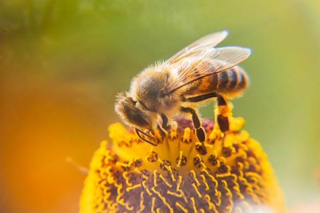 Honey bee covered with yellow pollen drink nectar pollinating flower Inspirational natural floral spring or summer blooming garden background Life of insects Extreme macro close up selective focus