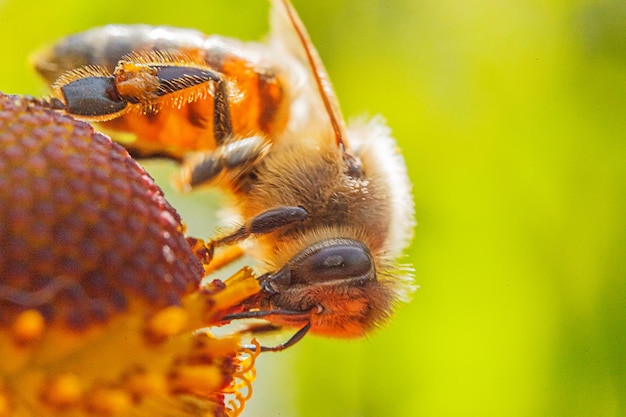 Honey bee covered with yellow pollen drink nectar pollinating orange flower inspirational natural fl