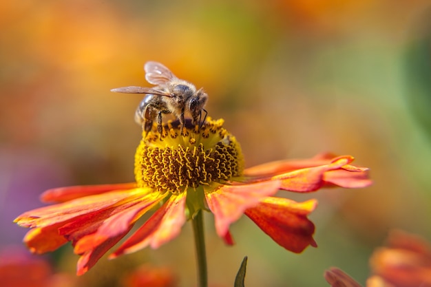 Honey bee covered with yellow pollen drink nectar, pollinating orange flower. Inspirational natural floral spring or summer blooming garden or park background.