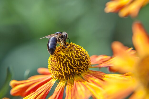 honey bee covered with yellow pollen drink nectar, pollinating orange flower. life of insects