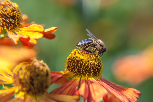 Honey bee covered with yellow pollen drink nectar, pollinating orange flower