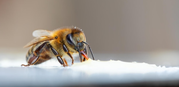 A honey bee eats honey Closeup macro