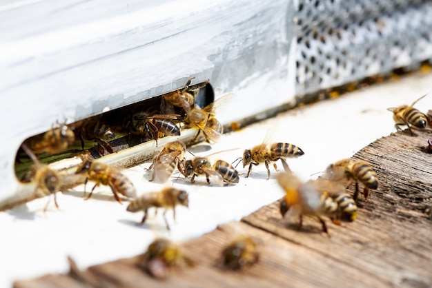 Honey bee in the entrance to a wooden beehive.