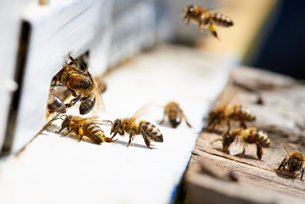 Honey bee in the entrance to a wooden beehive.