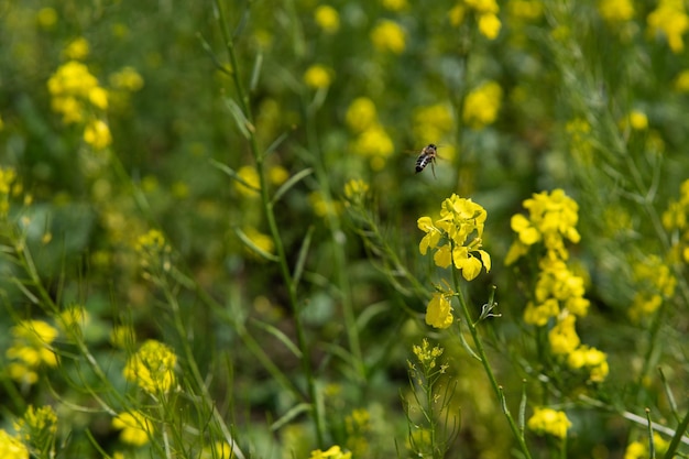 The honey bee flies over the yellow flower Beautiful nature summer background