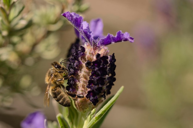 Honey Bee in the flower Apis mellifera Malaga Spain