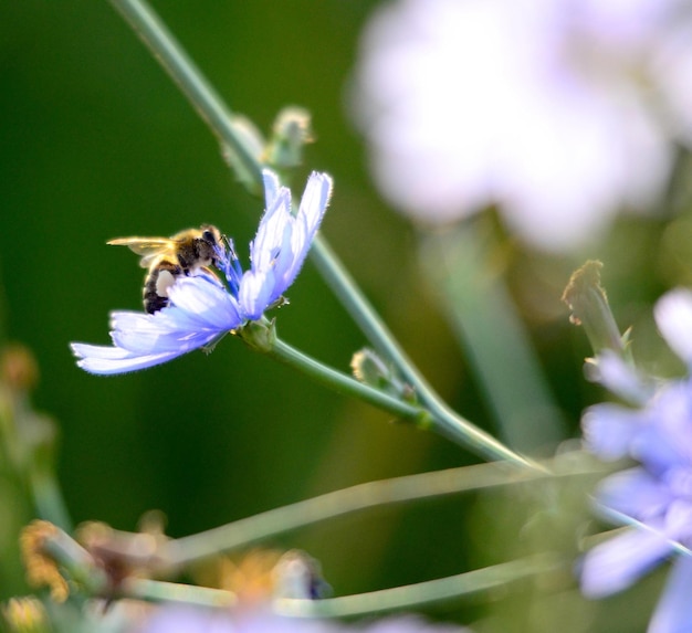 Honey bee fly to chicory flower