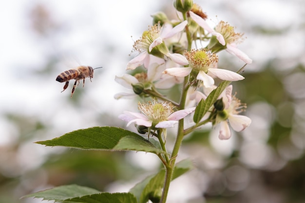 Honey bee flying over pink flowers in summer close up