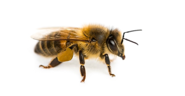 Honey bee in front of a white background