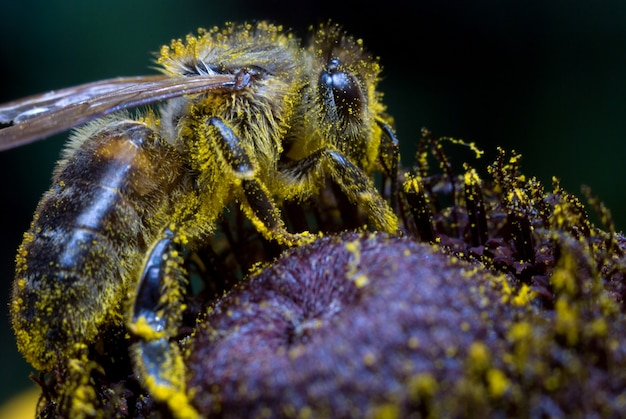 Honey Bee Gathering Pollen on flower