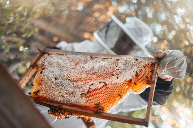 Honey bee hive and farmer beekeeping or garden worker in nature with insects working Sustainability eco friendly and organic natural harvest of product food with eco nutrition agriculture