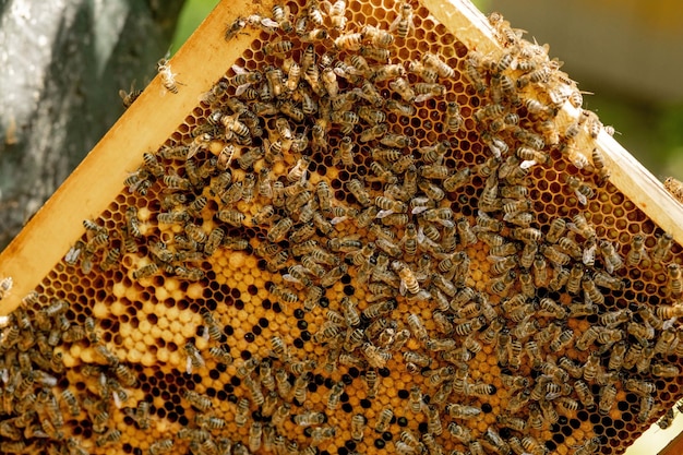 Honey Bee on honeycomb Closeup of bees on honeycomb in apiary in the summer selective focus copy space