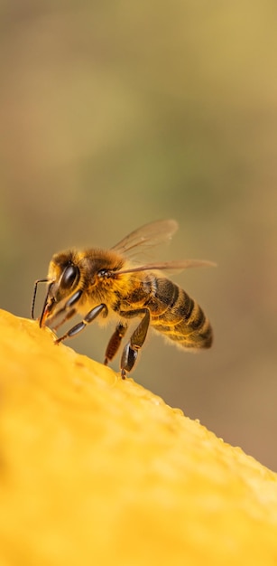 Honey bee on honeycomb closeup selective focus