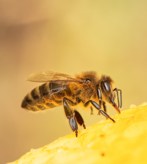 Honey bee on honeycomb closeup selective focus