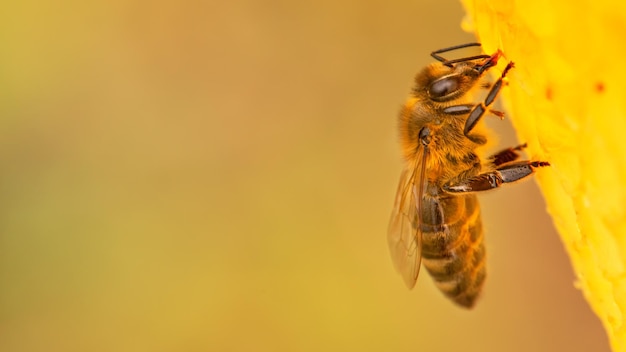 Honey bee on honeycomb closeup selective focus