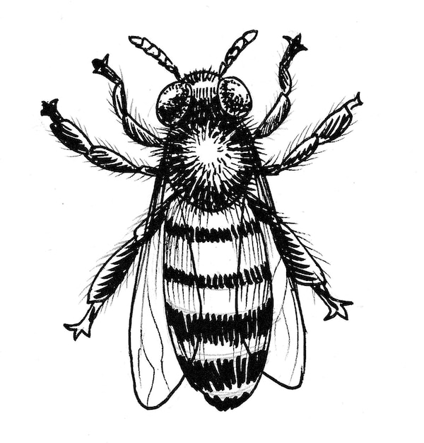 Honey bee. Ink black and white drawing