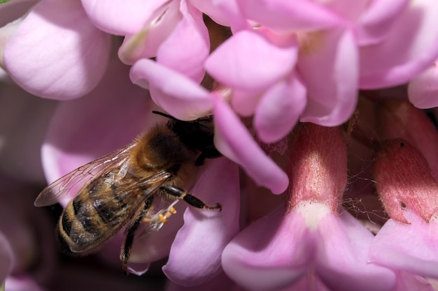 Honey bee on pink flowers