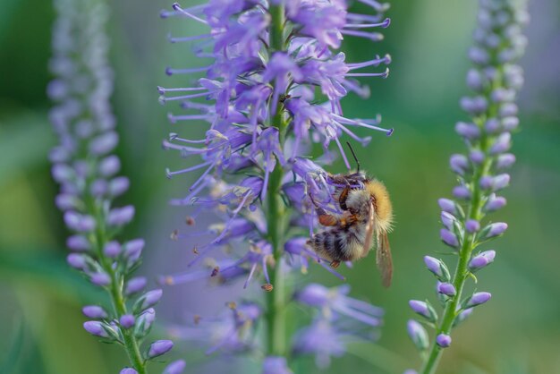 A honey bee pollinates the blue flowers of Veronica Insects in the garden