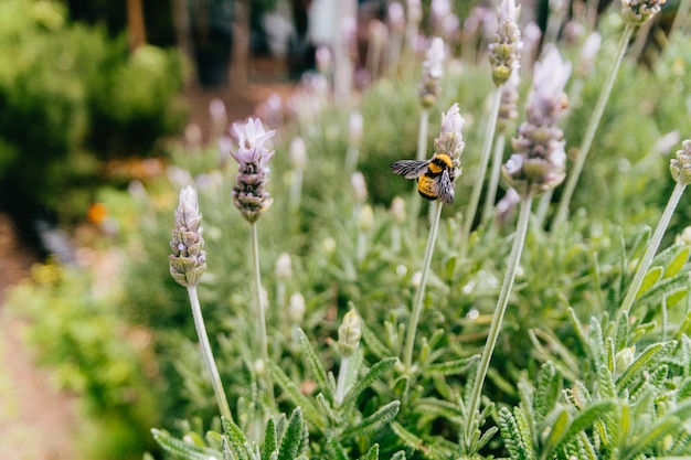 The honey bee pollinates lavender flowers Plant decomposition with insects sunny lavender Lavender flowers in the field Soft focus close up macro image with blurred background