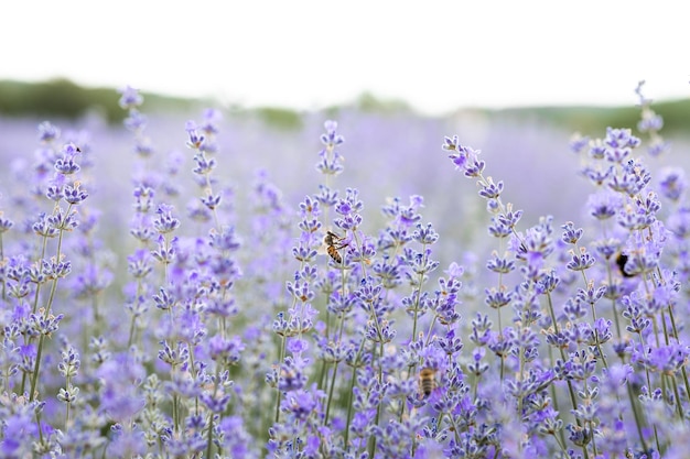 Honey bee pollinating lavender flowers Plant decay with insectssummer background of lavender flowers