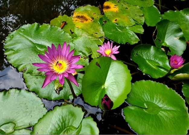 Honey bee pollinating of a purple water lily or Lotus Flower with green leaf in the pond