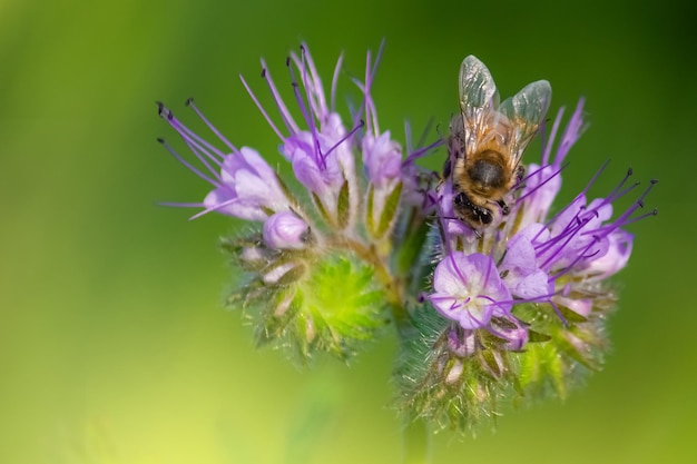 Honey bee sitting on the violet flower copy space