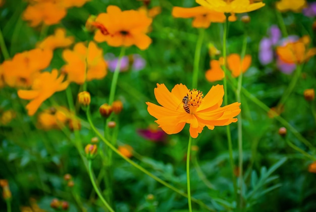 Honey bee on yellow cosmos flower in the garden