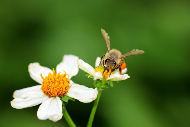 Honey Bee on Yellow Flower, Close Up Macro