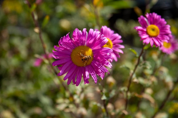 Honey bee in the yellow part of flower