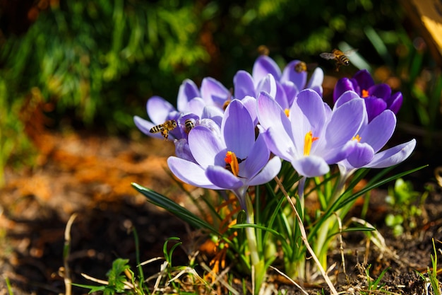 Honey bees collecting pollen