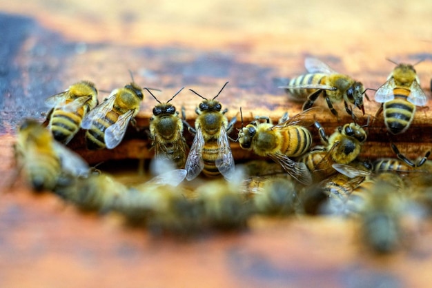 Honey Bees in a Hive