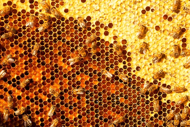 Honey bees on honey pollen frames Closeup