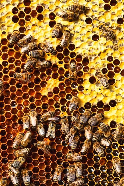 Honey bees on honey pollen frames Closeup