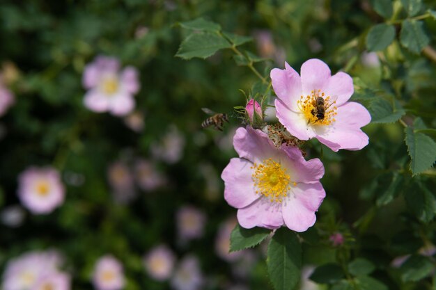 Honey bees on the pink rose Bees pollinate flower and collect sweet nectar