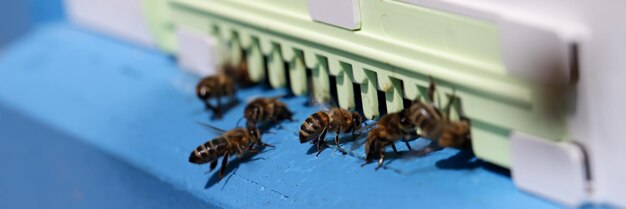 Honey bees swarm and fly around their hive beekeeping concept